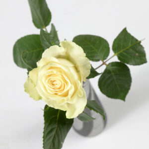 BEN 6655 300x300 - Rose blanche (env. H 60cm)