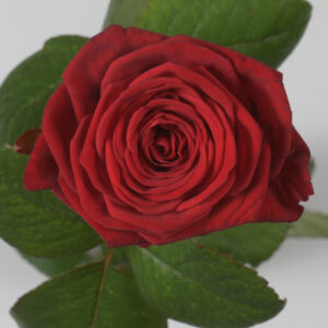 BEN 6667 300x300 - Rose rouge (env. H 60cm)