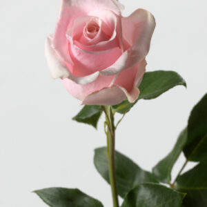 BEN 6678 300x300 - Rose rose équateur (env. H 60cm)