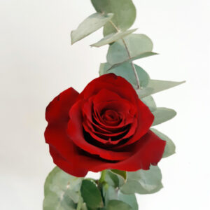 Bouquet roses eucalyptus 3 300x300 - Rose unique avec eucalyptus