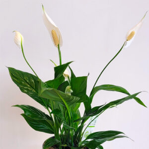 Spathiphyllum pot art deco 3 300x300 - Spathiphyllum, contenant "Art déco"